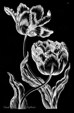 Double Oriflamme Black Ornate Wood Framed Art Print with Double Matting by Hill, John
