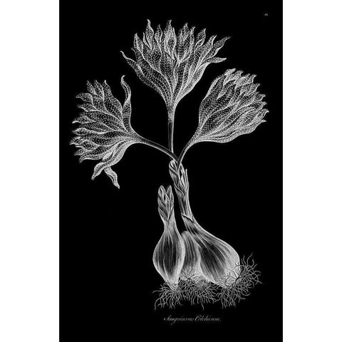 Sanguineous Colchicum Gold Ornate Wood Framed Art Print with Double Matting by Hill, John