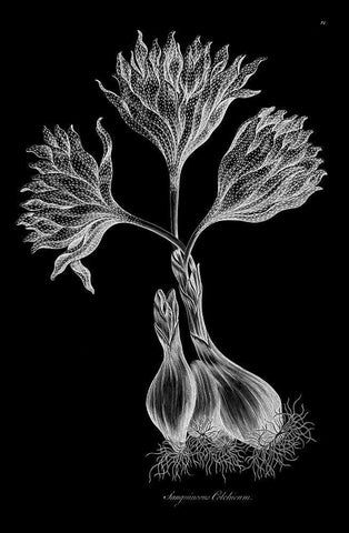 Sanguineous Colchicum White Modern Wood Framed Art Print with Double Matting by Hill, John