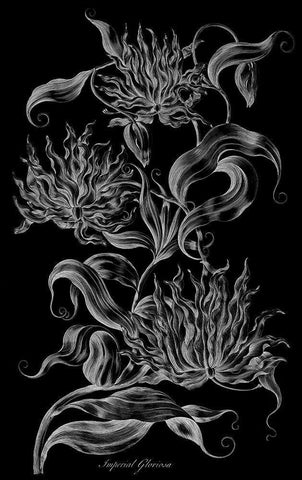 Imperial Gloriosa  Black Ornate Wood Framed Art Print with Double Matting by Hill, John