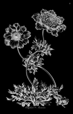Complete Anemone White Modern Wood Framed Art Print with Double Matting by Hill, John