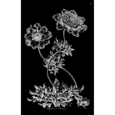Complete Anemone Gold Ornate Wood Framed Art Print with Double Matting by Hill, John