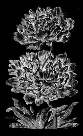 Heroic Peony White Modern Wood Framed Art Print with Double Matting by Hill, John