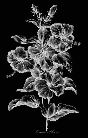 Crimson Hibiscus Black Ornate Wood Framed Art Print with Double Matting by Hill, John