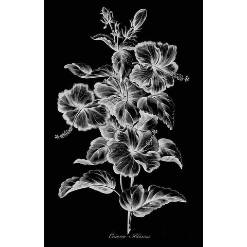 Crimson Hibiscus Gold Ornate Wood Framed Art Print with Double Matting by Hill, John