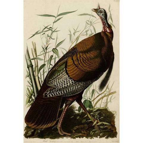 Willd Turkey Gold Ornate Wood Framed Art Print with Double Matting by Audubon, John James