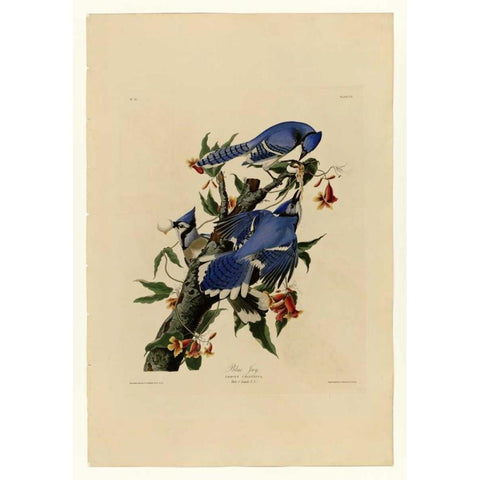 Blue Jay Gold Ornate Wood Framed Art Print with Double Matting by Audubon, John James