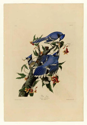 Blue Jay Black Ornate Wood Framed Art Print with Double Matting by Audubon, John James