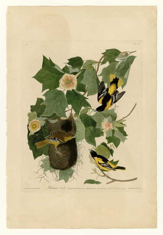 Baltimore Oriole Black Ornate Wood Framed Art Print with Double Matting by Audubon, John James