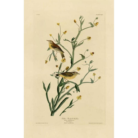 Yellow Red-Poll Warbler Black Modern Wood Framed Art Print with Double Matting by Audubon, John James