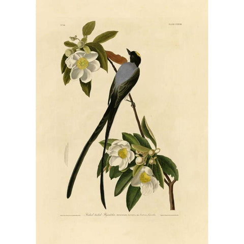 Fork-Tailed Flycatcher Gold Ornate Wood Framed Art Print with Double Matting by Audubon, John James