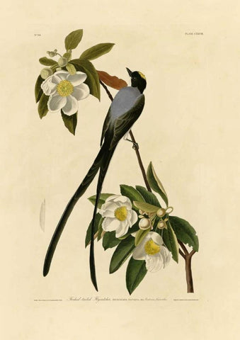 Fork-Tailed Flycatcher Black Ornate Wood Framed Art Print with Double Matting by Audubon, John James