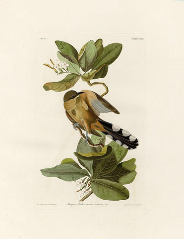 Mangrove Cuckoo Black Ornate Wood Framed Art Print with Double Matting by Audubon, John James