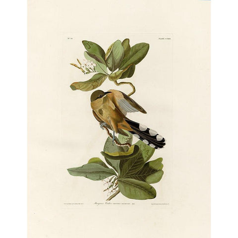 Mangrove Cuckoo Gold Ornate Wood Framed Art Print with Double Matting by Audubon, John James