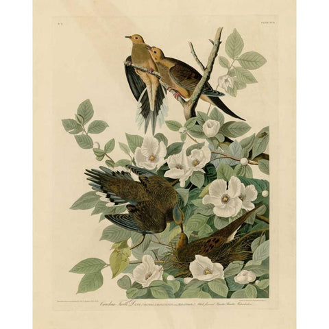 Carolina Turtle Dove Black Modern Wood Framed Art Print with Double Matting by Audubon, John James