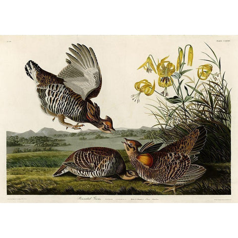 Pinnated Grouse Gold Ornate Wood Framed Art Print with Double Matting by Audubon, John James