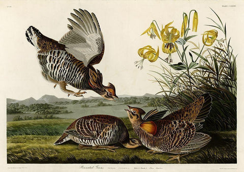 Pinnated Grouse Black Ornate Wood Framed Art Print with Double Matting by Audubon, John James