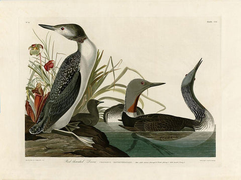 Red Throated Diver Black Ornate Wood Framed Art Print with Double Matting by Audubon, John James