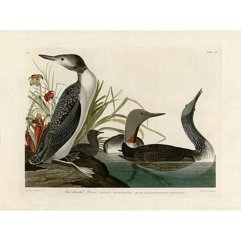 Red Throated Diver Black Modern Wood Framed Art Print with Double Matting by Audubon, John James