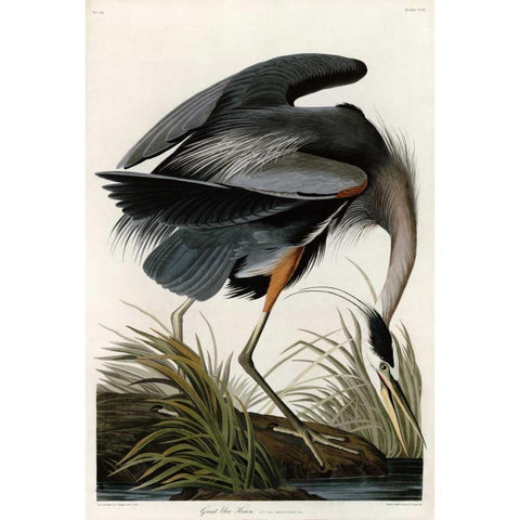 Great Blue Heron White Modern Wood Framed Art Print by Audubon, John James