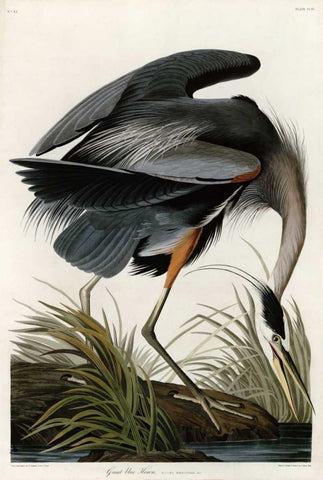 Great Blue Heron White Modern Wood Framed Art Print with Double Matting by Audubon, John James