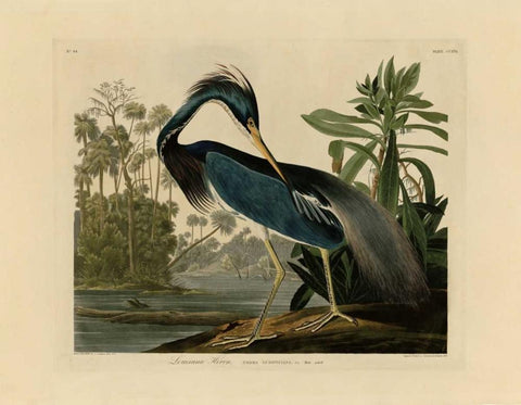 Louisiana Heron Black Ornate Wood Framed Art Print with Double Matting by Audubon, John James