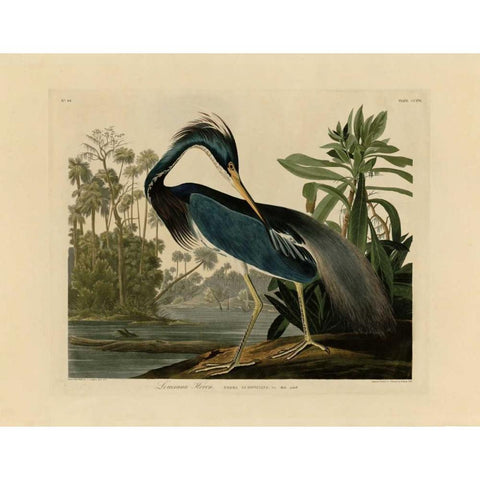 Louisiana Heron Gold Ornate Wood Framed Art Print with Double Matting by Audubon, John James