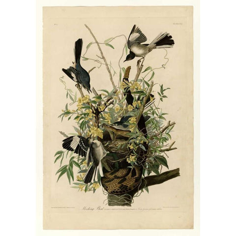 Mocking Bird Gold Ornate Wood Framed Art Print with Double Matting by Audubon, John James