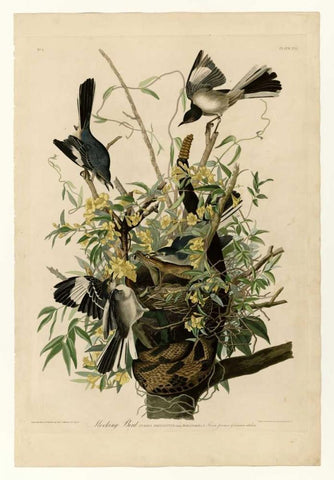 Mocking Bird Black Ornate Wood Framed Art Print with Double Matting by Audubon, John James