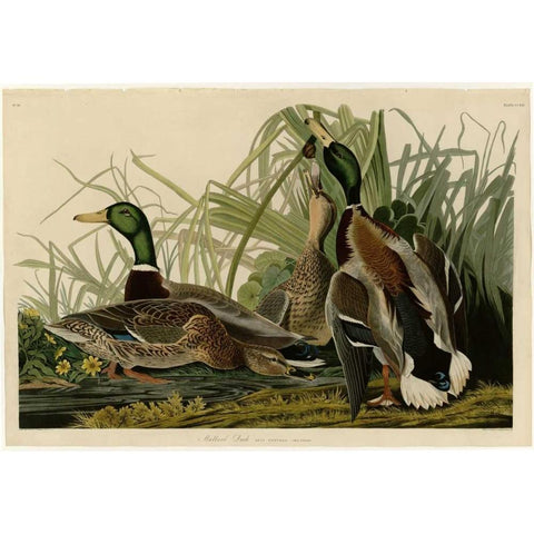 Mallard Duck Black Modern Wood Framed Art Print with Double Matting by Audubon, John James