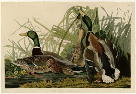 Mallard Duck Black Ornate Wood Framed Art Print with Double Matting by Audubon, John James