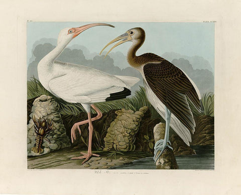 Ibis Black Ornate Wood Framed Art Print with Double Matting by Audubon, John James