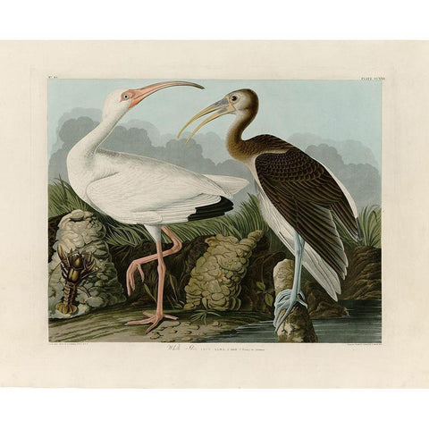 Ibis Black Modern Wood Framed Art Print with Double Matting by Audubon, John James