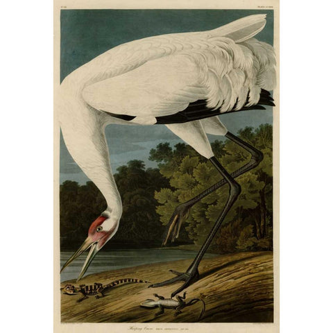 Hooping Crane Black Modern Wood Framed Art Print with Double Matting by Audubon, John James