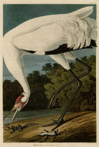 Hooping Crane Black Ornate Wood Framed Art Print with Double Matting by Audubon, John James