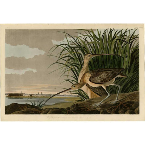 Long Billed Curlew Gold Ornate Wood Framed Art Print with Double Matting by Audubon, John James