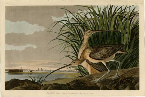 Long Billed Curlew Black Ornate Wood Framed Art Print with Double Matting by Audubon, John James