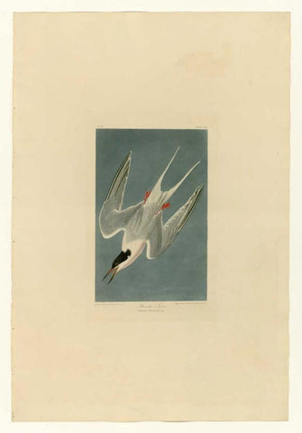 Roseate Tern White Modern Wood Framed Art Print with Double Matting by Audubon, John James