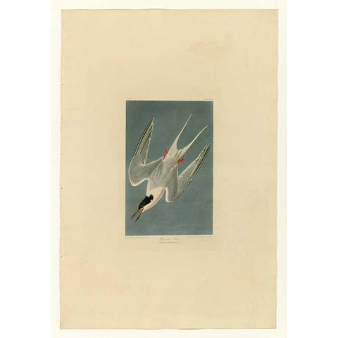 Roseate Tern Black Modern Wood Framed Art Print with Double Matting by Audubon, John James