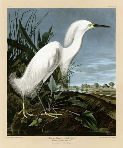 Snowy Heron or White Egret Black Ornate Wood Framed Art Print with Double Matting by Audubon, John James