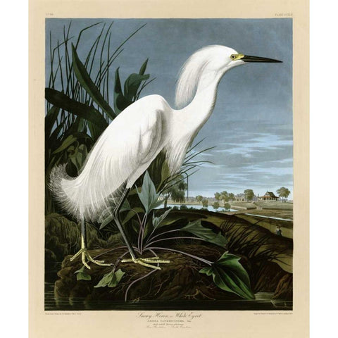 Snowy Heron or White Egret Black Modern Wood Framed Art Print with Double Matting by Audubon, John James