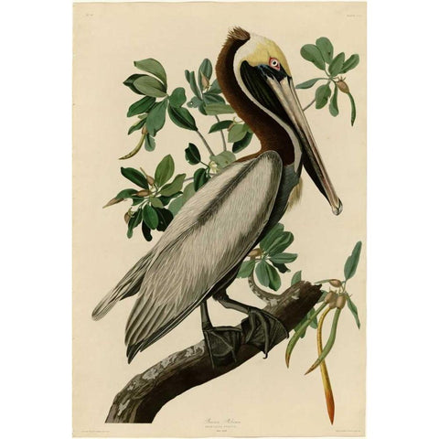 Brown Pelican White Modern Wood Framed Art Print by Audubon, John James