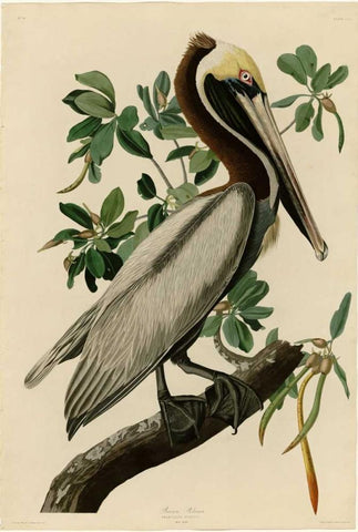 Brown Pelican Black Ornate Wood Framed Art Print with Double Matting by Audubon, John James