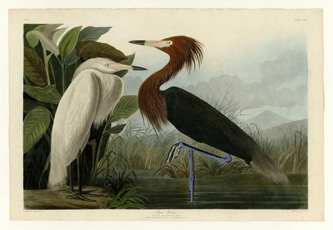 Purple Heron White Modern Wood Framed Art Print with Double Matting by Audubon, John James