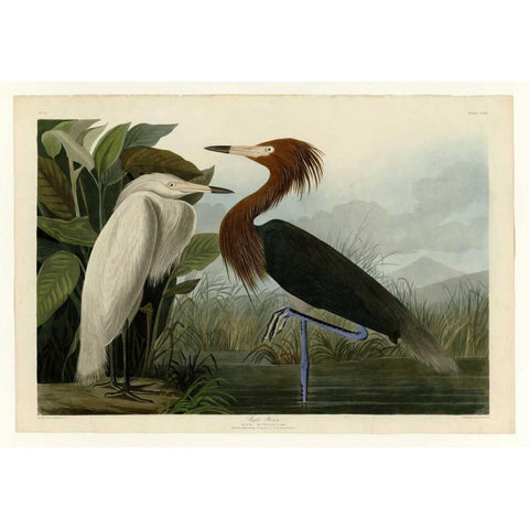 Purple Heron Black Modern Wood Framed Art Print with Double Matting by Audubon, John James