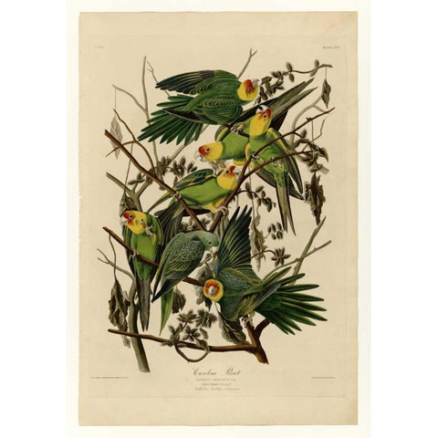 Carolina Parrot Gold Ornate Wood Framed Art Print with Double Matting by Audubon, John James