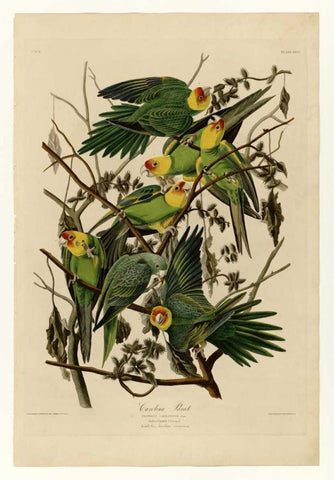 Carolina Parrot Black Ornate Wood Framed Art Print with Double Matting by Audubon, John James