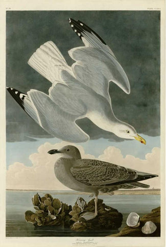 Herring Gull White Modern Wood Framed Art Print with Double Matting by Audubon, John James