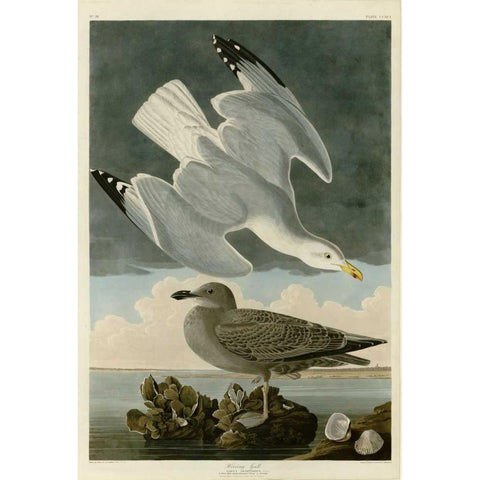 Herring Gull Black Modern Wood Framed Art Print with Double Matting by Audubon, John James