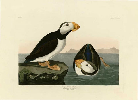 Large Billed Puffin White Modern Wood Framed Art Print with Double Matting by Audubon, John James